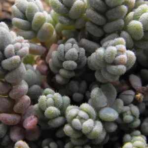 Corsican stonecrop