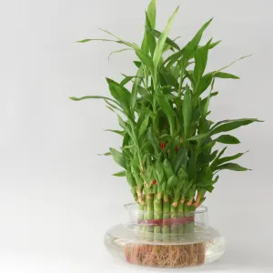 Lucky Bamboo (in water)