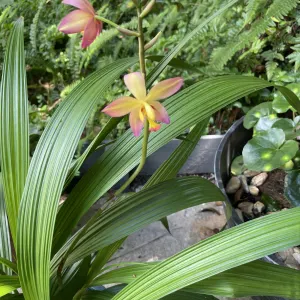 Philippine ground orchid