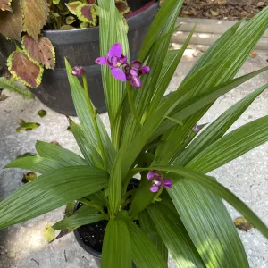 Philippine ground orchid