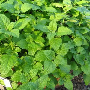 Lemon balm