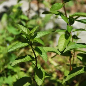 Peppermint