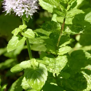 Spearmint