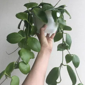 Hoya diptera