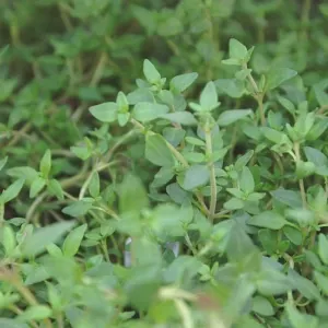 Thyme