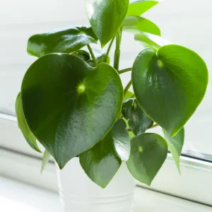 Raindrop peperomia