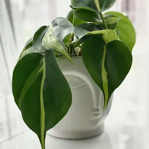 Heart Leaf Philodendron