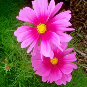 Garden cosmos