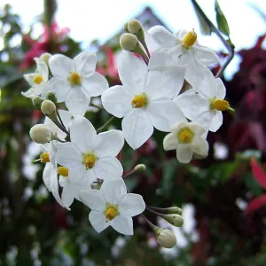 Potato vine