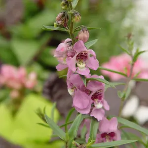 Angelonia