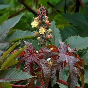 Castor bean