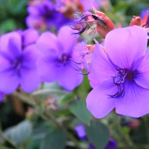 Glory bush