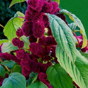 Love-lies-bleeding