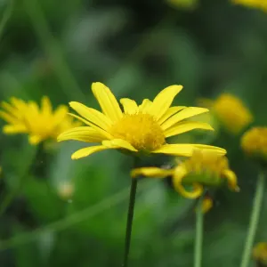 African bush daisy