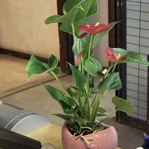Flamingo Lily