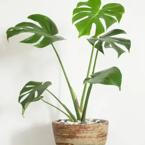 Monstera