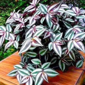 Silver Inch Plant
