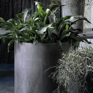 Staghorn Fern