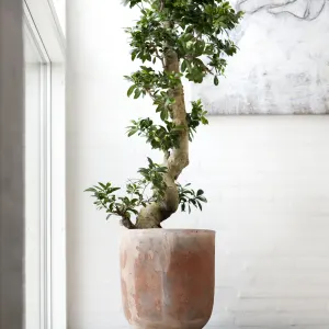 The Ginseng Ficus