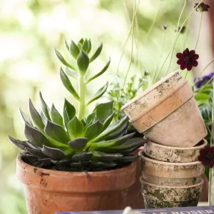 Echeveria - mixed varieties