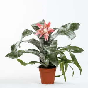 Silver Vase Plant