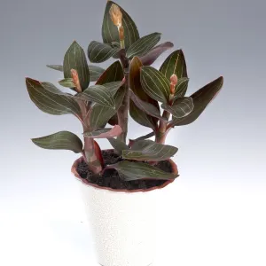 Jewel orchid