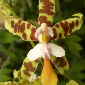 Dancing-lady Orchid