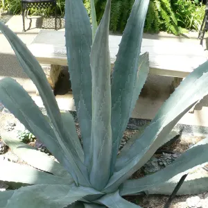 American Aloe