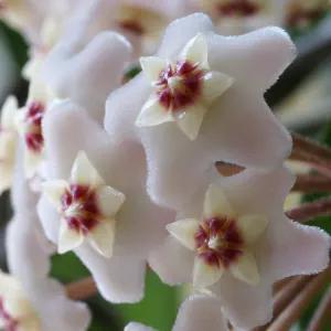 Porcelain Flower