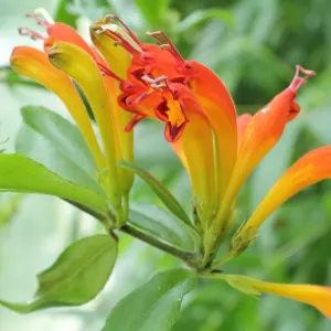 Basket Plant