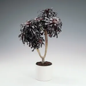 Tree Aeonium - mixed varieties