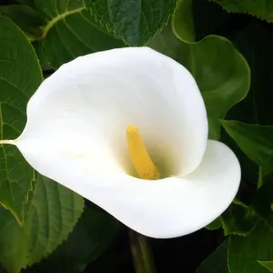 White Arum Lily