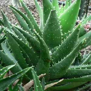 Mitre Aloe