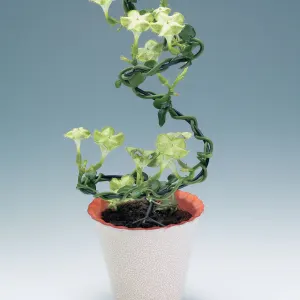 Parachute Plant