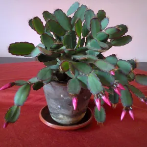 Easter Cactus