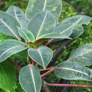 Impatiens Morsei