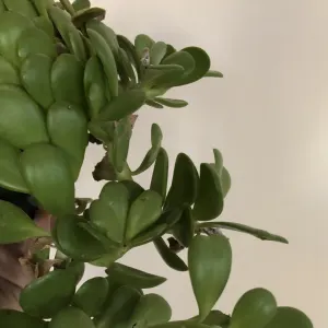 Trailing jade
