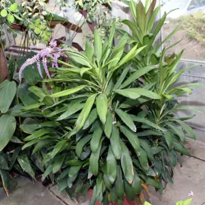 Green ti plant