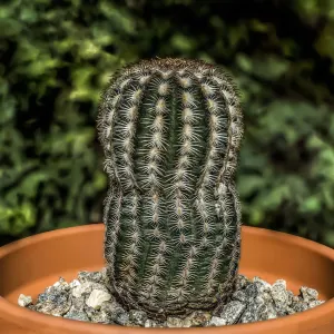 Hedgehog cactus