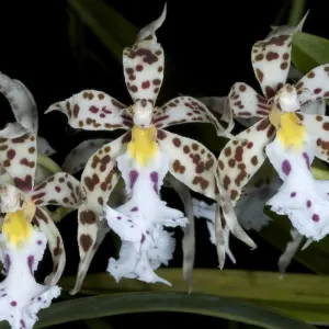 Citron-scented Orchid
