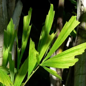 Fishtail Palm