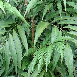 Fern-leaf Aralia