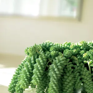 Donkey Tail