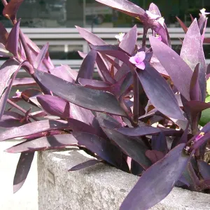 Purple-heart Spiderwort