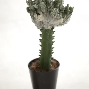 Crested Euphorbia