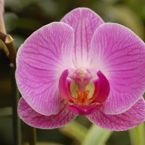 Doritaenopsis orchid