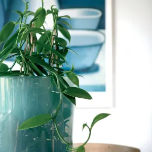 Vanilla Plant