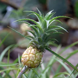 Dwarf Pineapple