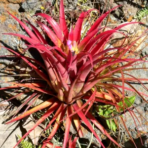 False Tillandsia