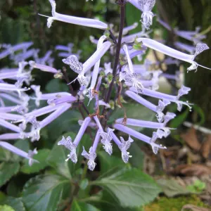 Mona Lavender Plectranthus